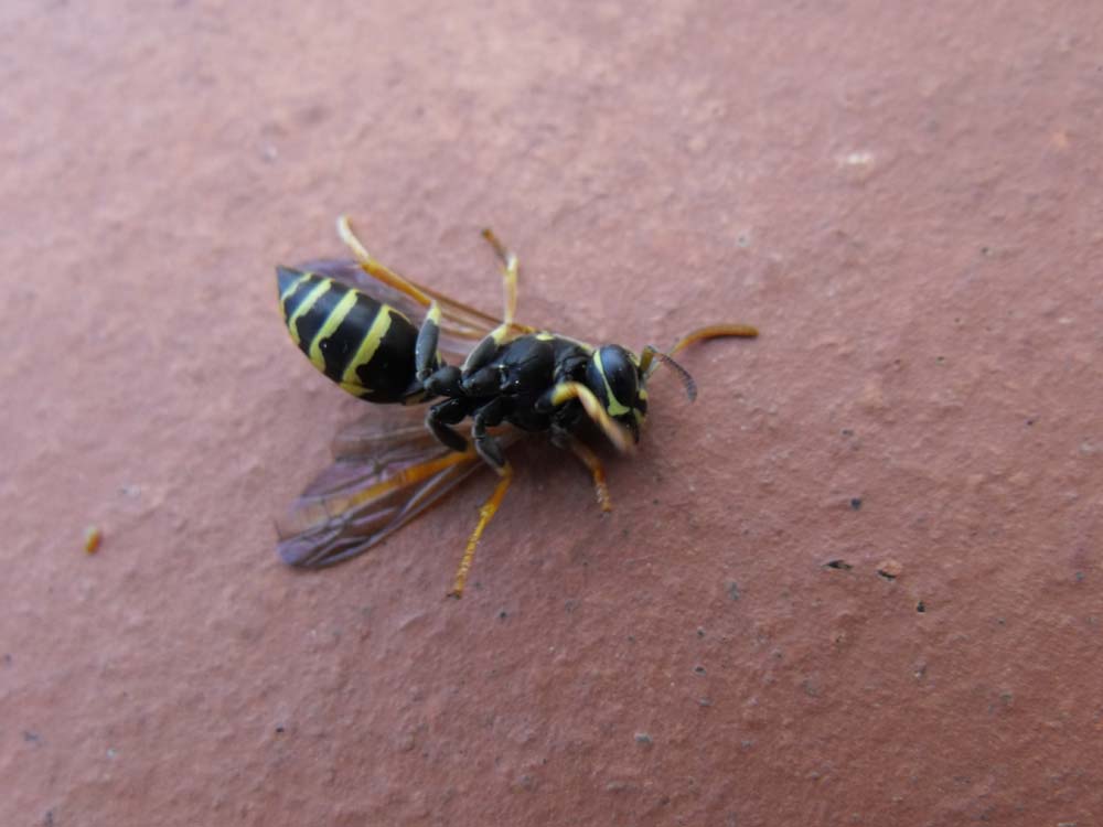 Polistes cf. nimpha F (Vespidae)